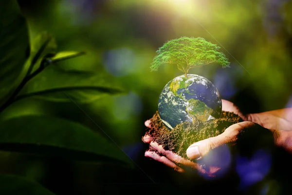 Tree in hand. Earth saving and  Environment concept. Hands Holding Globe Glass In Green Forest. element of the picture is decorated by NASA