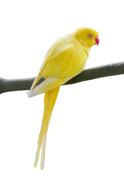 Κίτρινος Παπαγάλος Σκαρφαλωμένος Κλαδί Χρωματιστό Φόντο Μια Διαδρομή Απόληξης — Φωτογραφία Αρχείου