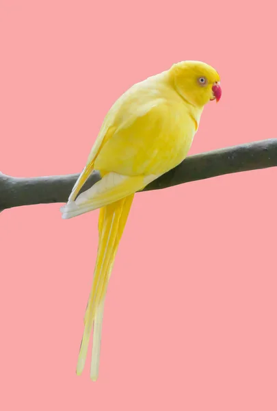 Gele Papegaai Neergestreken Tak Gekleurde Achtergrond Met Een Knippad — Stockfoto