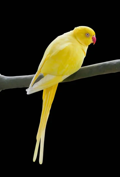 Yellow Parrot Perched Branch Colored Background Clipping Path — Stock Photo, Image