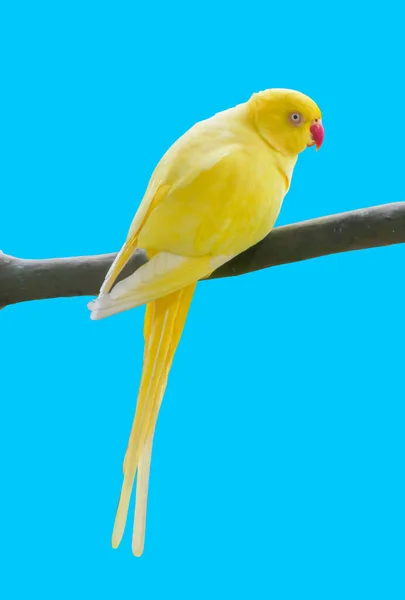 Yellow Parrot Perched Branch Colored Background Clipping Path — Stock Photo, Image