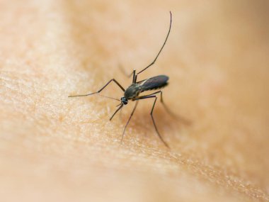 Birinin derisine yapışan kanı emen bir sivrisineğin yakın çekimi. Bulaşıcı hastalık kavramı