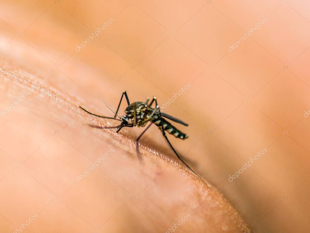 Close-up of a mosquito sucking blood clinging to a person's skin. concept of infectious disease