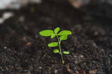 Ağaç mükemmel topraktan yetişiyor. tarımsal konsept, ekim