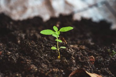 Ağaç mükemmel topraktan yetişiyor. tarımsal konsept, ekim