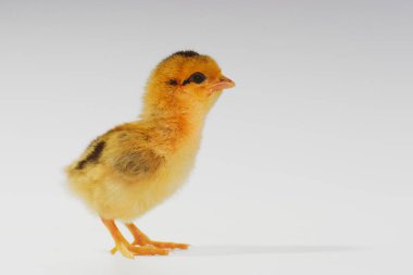 Beyaz arka planda 3 günlük piliçler