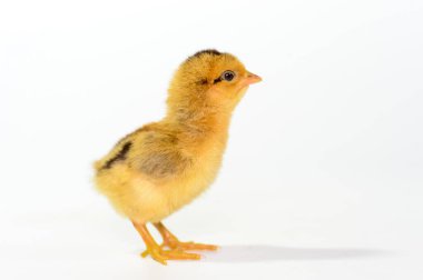 Beyaz arka planda 3 günlük piliçler