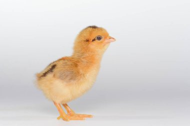 Beyaz arka planda 3 günlük piliçler