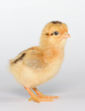 Beyaz arka planda 3 günlük piliçler