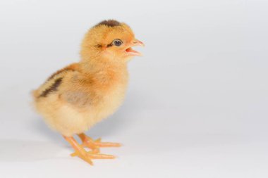 Beyaz arka planda 3 günlük piliçler