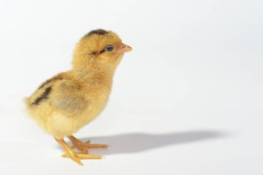 Beyaz arka planda 3 günlük piliçler