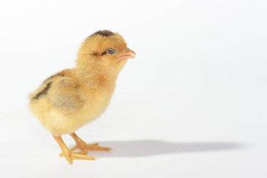 Beyaz arka planda 3 günlük piliçler