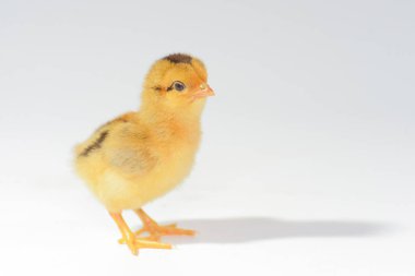 Beyaz arka planda 3 günlük piliçler