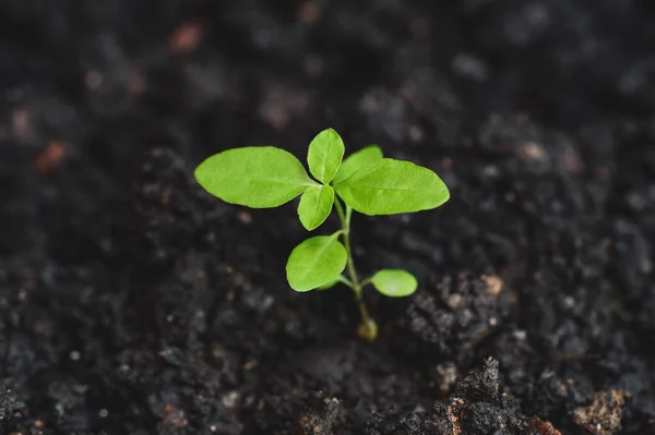 Arbre Pousse Partir Sol Parfait Concept Agricole Plantation — Photo