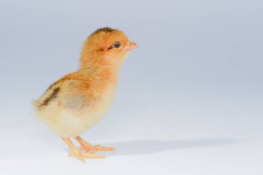 Beyaz arka planda 3 günlük piliçler