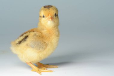 Beyaz arka planda 3 günlük piliçler