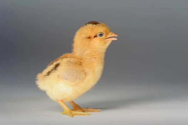 Day Old Chicks White Background — Stock Photo, Image