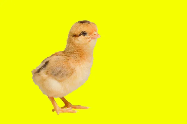 Dagars Gamla Brudar Färgad Bakgrund Söt Liten Kyckling Isolerad Färgad — Stockfoto