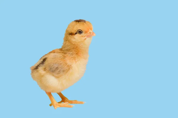 Трёхдневные Цыпочки Цветном Фоне Симпатичная Маленькая Курица Изолированная Цветном Фоне — стоковое фото