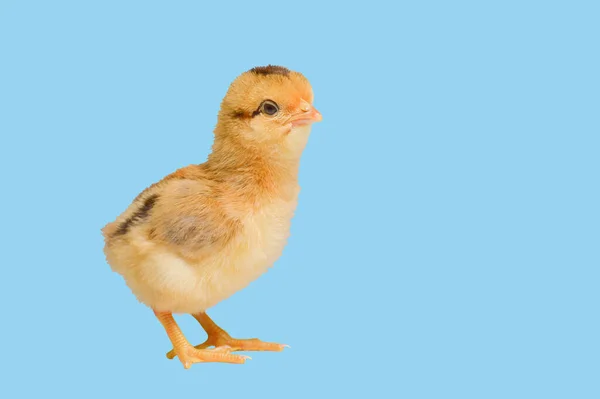 Polluelos Días Edad Sobre Fondo Color Lindo Pollo Poco Aislado — Foto de Stock