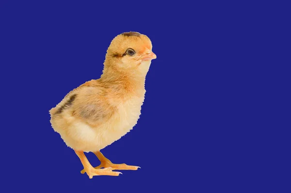 Τριών Ημερών Νεοσσών Έγχρωμο Φόντο Χαριτωμένο Μικρό Κοτόπουλο Απομονώνονται Ένα — Φωτογραφία Αρχείου