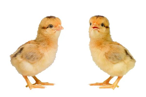 Τριών Ημερών Νεοσσών Έγχρωμο Φόντο Χαριτωμένο Μικρό Κοτόπουλο Απομονώνονται Ένα — Φωτογραφία Αρχείου