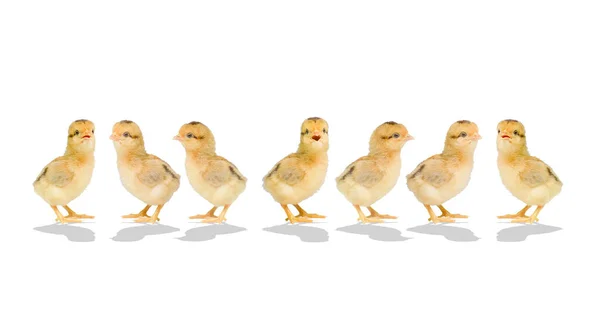Day Old Chicks Colored Background Cute Little Chicken Isolated Colored — Stock Photo, Image