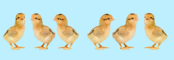 Tage Alte Küken Auf Farbigem Hintergrund Niedliche Kleine Huhn Isoliert — Stockfoto
