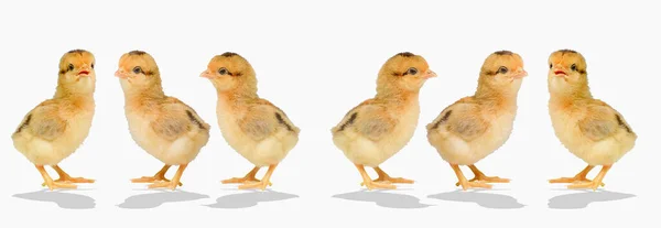 Day Old Chicks Colored Background Cute Little Chicken Isolated Colored — Stock Photo, Image