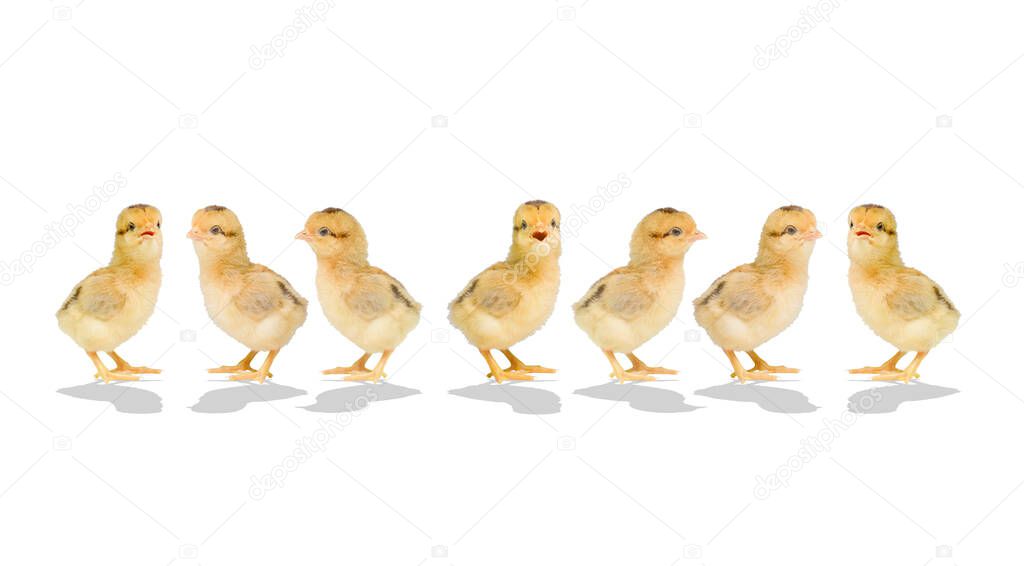 3-day old chicks on a colored background . Cute little chicken isolated on a colored background with clipping path.