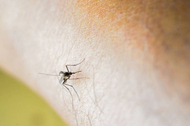 Aedes sivrisineği insan derisinden kan emiyor..