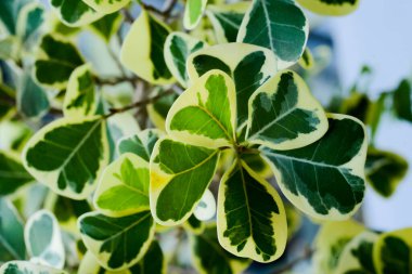 Güzel doğal desenlerle ayrılır.