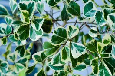 Güzel doğal desenlerle ayrılır.