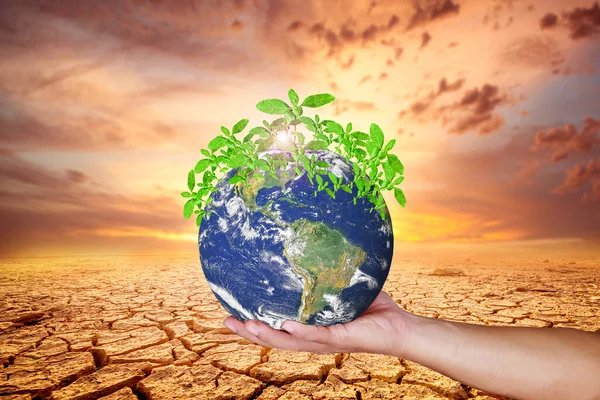 Världen Händerna Ett Litet Träd Växande Naturskyddskoncept Förändring För Att — Stockfoto