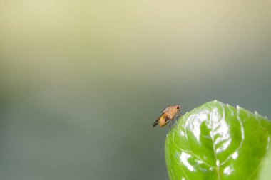 Yeşil yaprak üzerinde uğur böceği