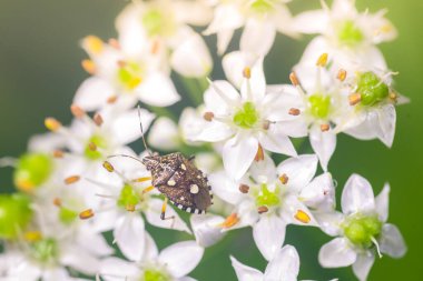 Makro atış. Beyaz çiçeklerdeki garip böcekler.