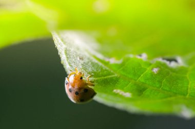 Yeşil yaprak üzerinde uğur böceği