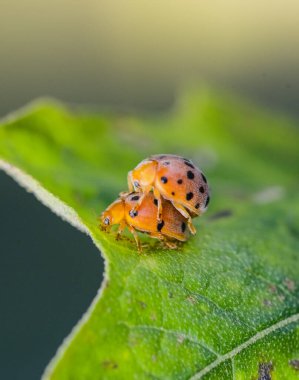Uğur böceklerinin doğadaki yapraklar üzerinde ürediği makro çekim..