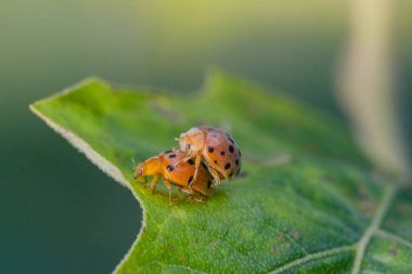 Uğur böceklerinin doğadaki yapraklar üzerinde ürediği makro çekim..