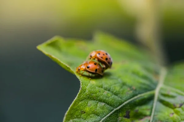 Macro Tiro Joaninhas Reprodução Folhas Natureza — Fotografia de Stock