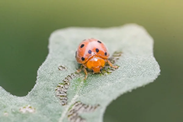 Ladybug Green Leaf Nature — Stock Photo, Image