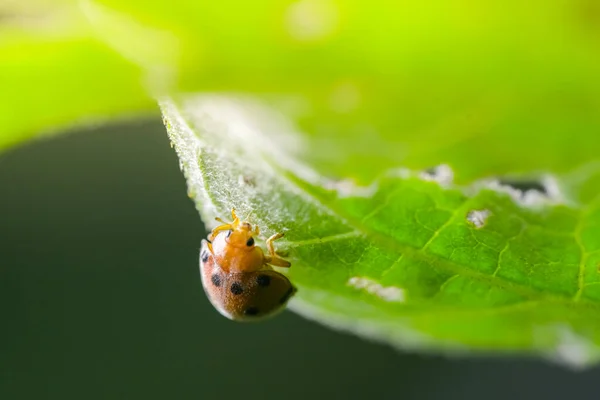 Joaninha Folha Verde Natureza — Fotografia de Stock