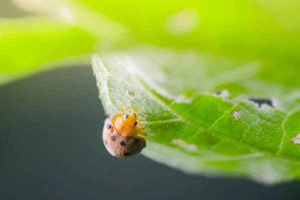 Ladybug Green Leaf Nature — Stock Photo, Image