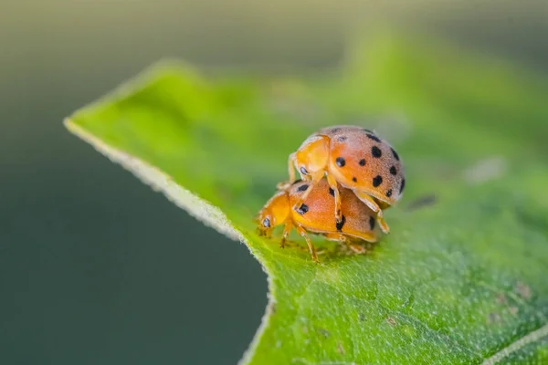 Macro Tiro Joaninhas Reprodução Folhas Natureza — Fotografia de Stock