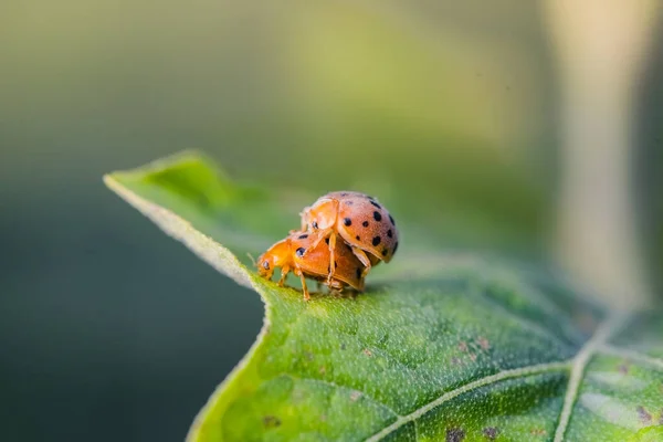 在自然界的叶子上繁殖的瓢虫的宏观照片 — 图库照片
