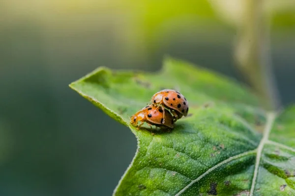 Macro Tiro Joaninhas Reprodução Folhas Natureza — Fotografia de Stock