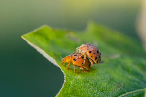 Macro Tiro Joaninhas Reprodução Folhas Natureza — Fotografia de Stock