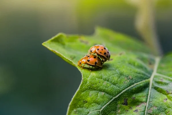 在自然界的叶子上繁殖的瓢虫的宏观照片 — 图库照片