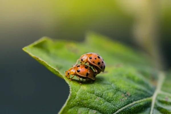 Macro Tiro Joaninhas Reprodução Folhas Natureza — Fotografia de Stock