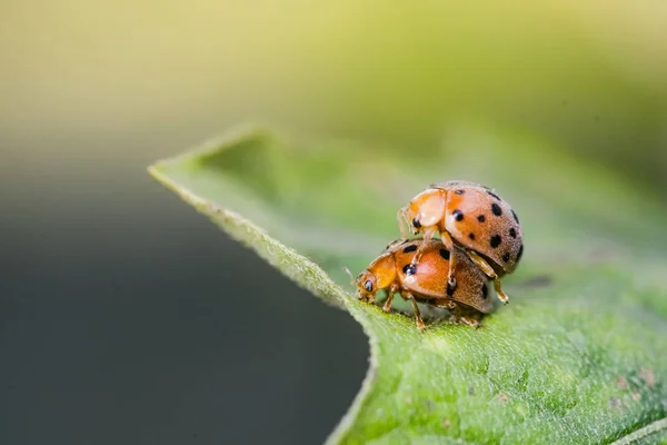 自然界绿叶上的瓢虫 — 图库照片